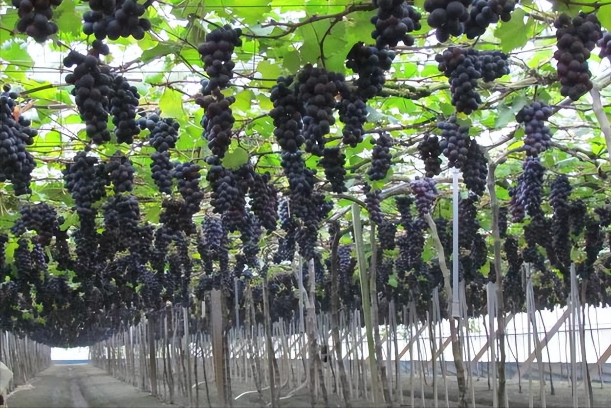 日本葡萄价格下降,日本天价葡萄每颗2200元