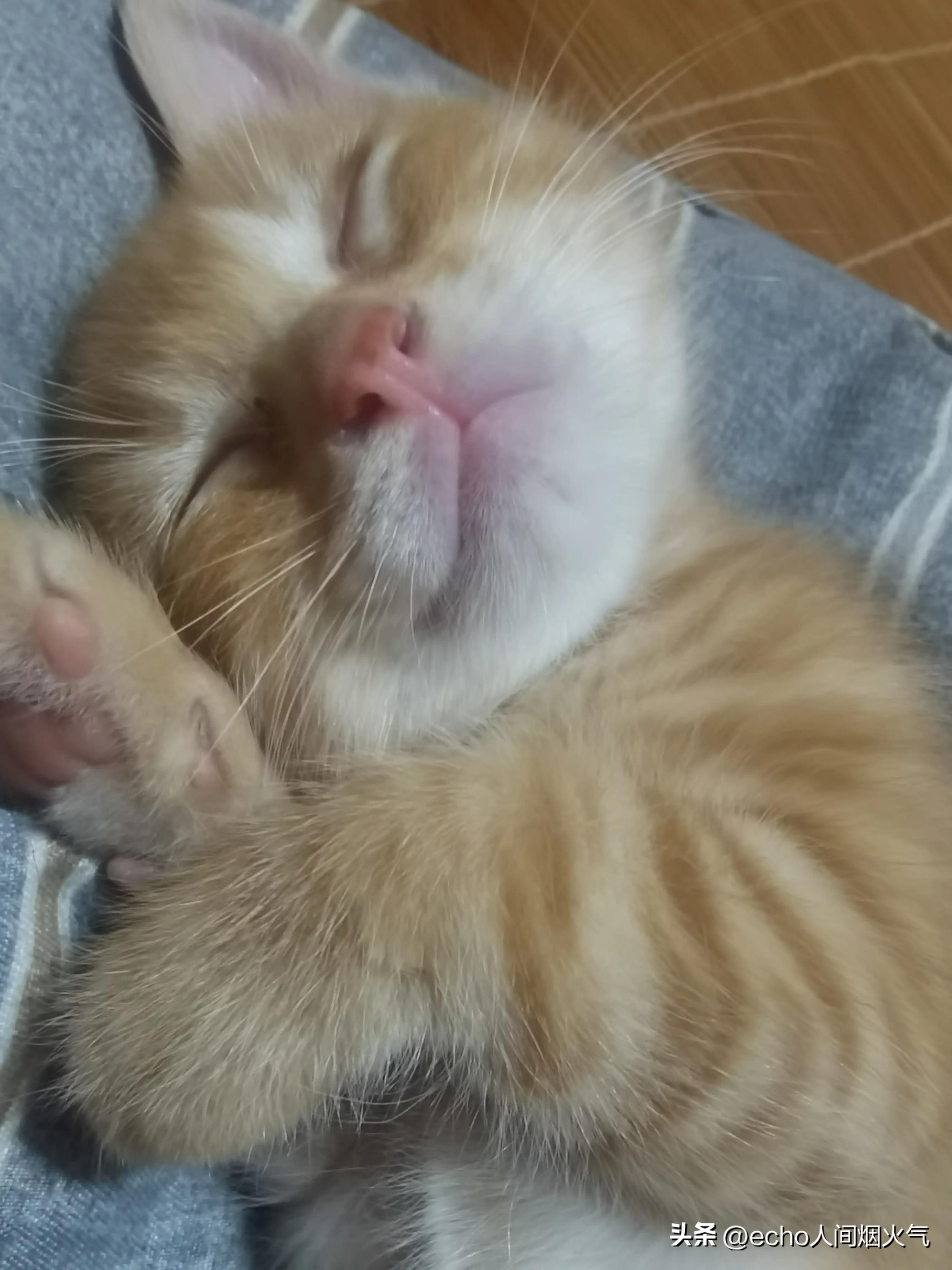 猫狗乱拉尿拉屎怎么办？