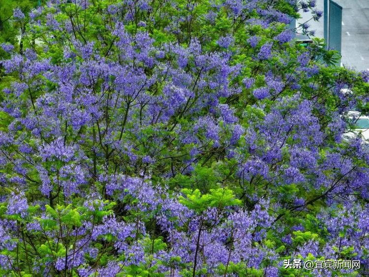 泸州蓝花楹打卡地,蓝花楹打卡点照片