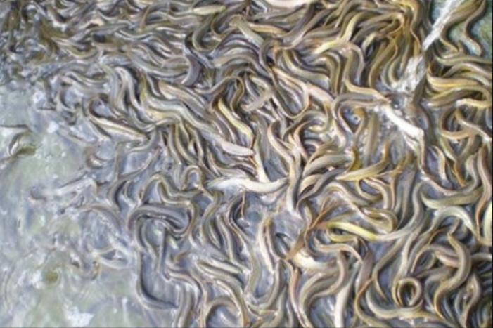 山东老板放弃千万生意,回乡给泥鳅建别墅,年销达1600万