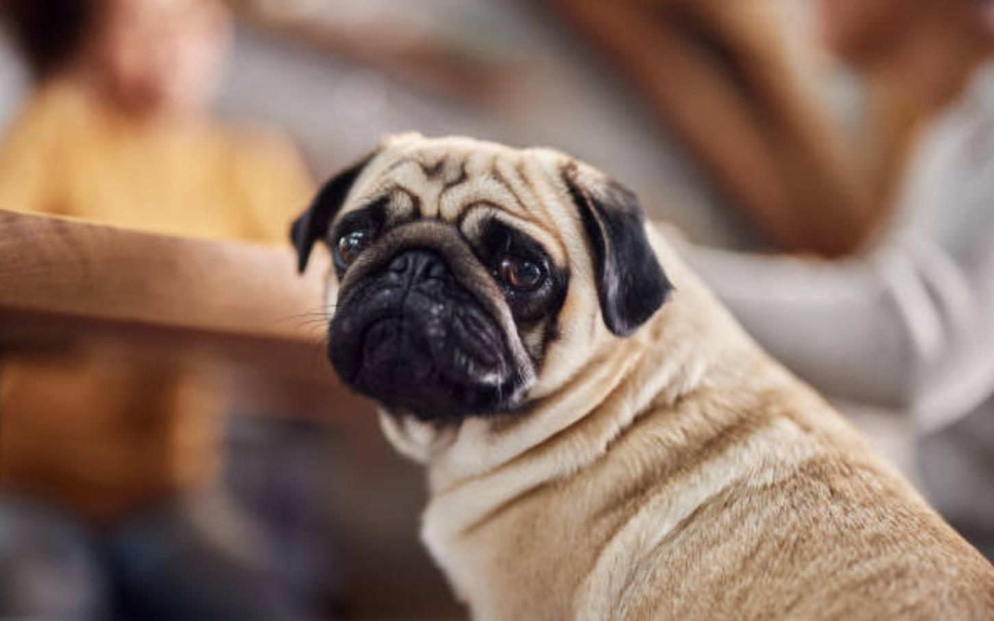 巴哥犬的优点和缺点,巴哥犬的五大优点和缺点