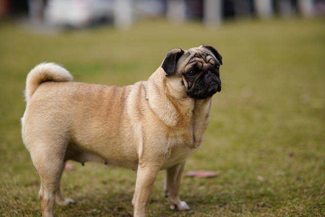 狗有哪些犬种,中国狗犬种排名