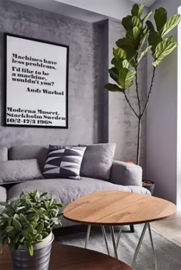 客厅实用盆栽植物有哪些,客厅一般放什么植物盆栽比较好