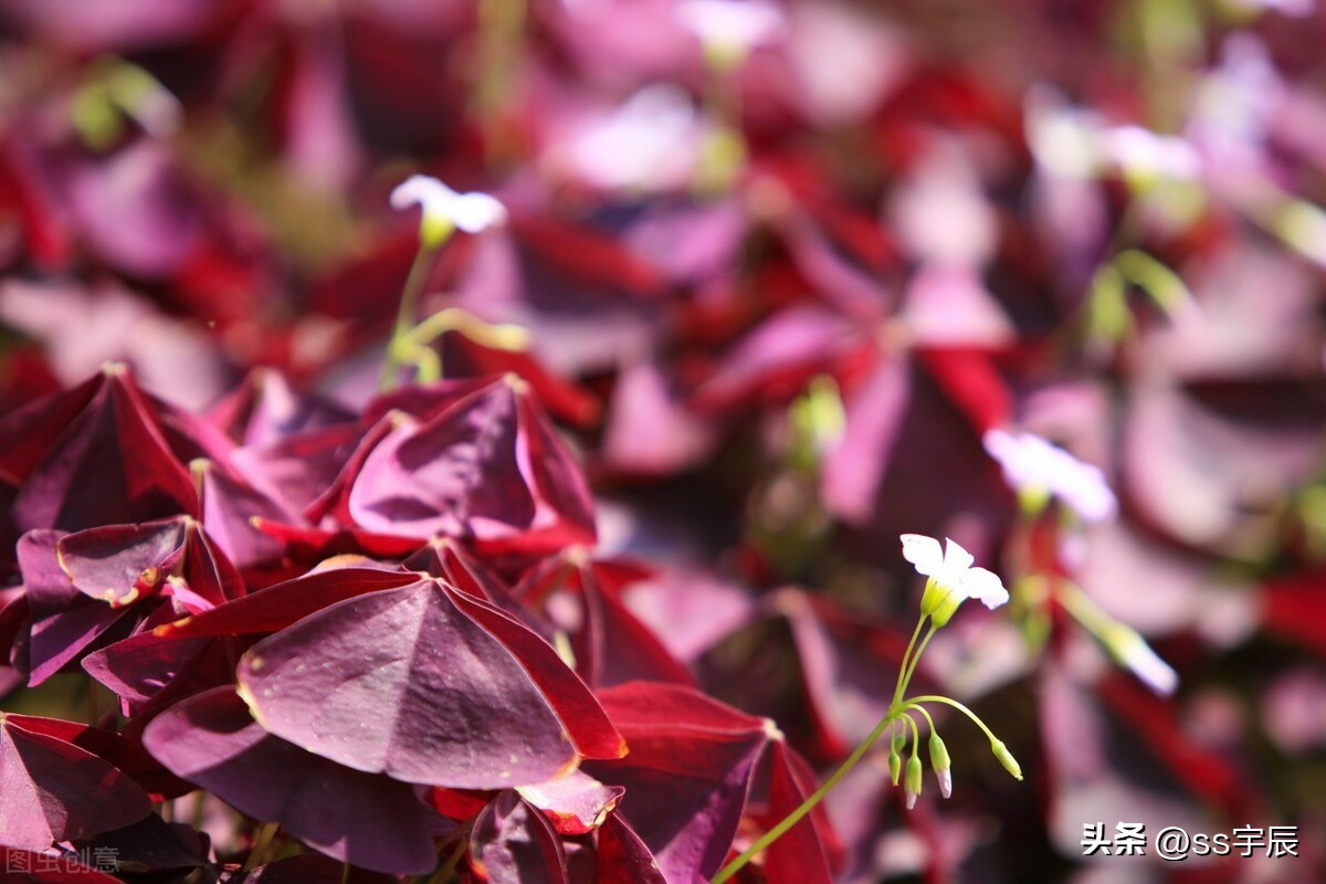 紫叶酢浆草的四季养护方法,紫色三叶草有白粉病怎样养护