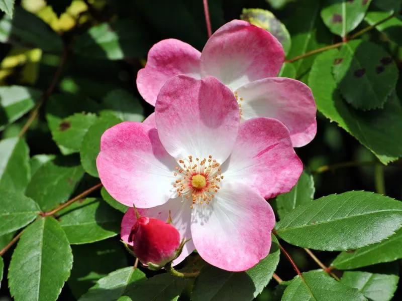 国色天香秀色可餐的美女 (秀色可餐与国色天香)