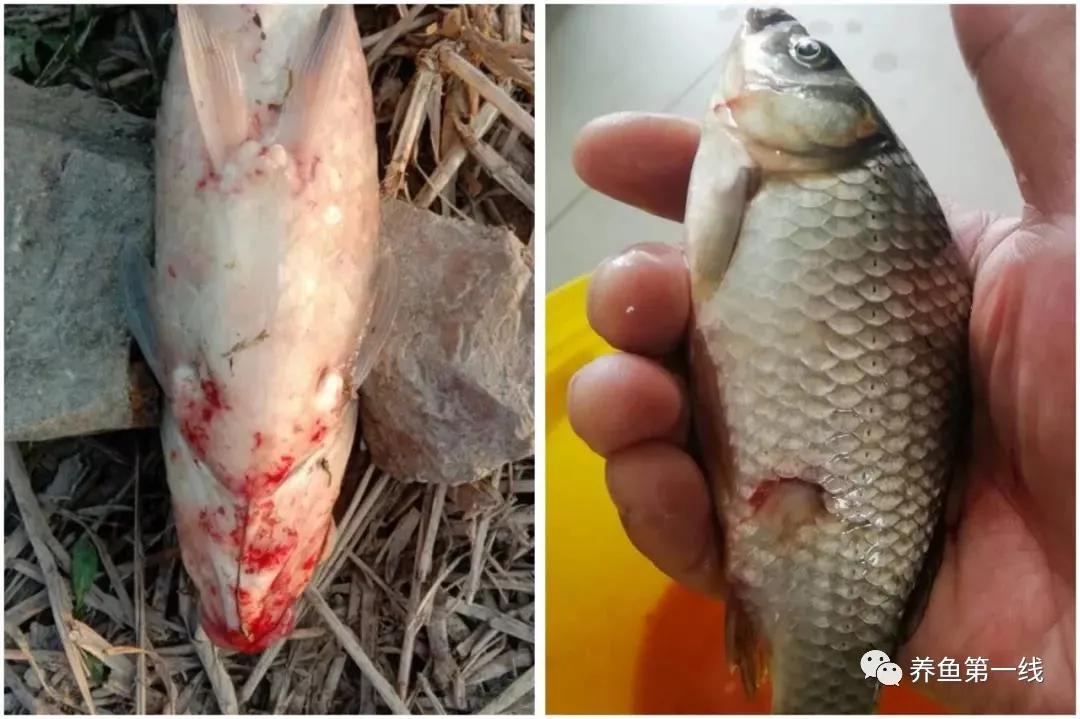 鱼类红嘴病图片,鱼烂嘴病的治疗方法