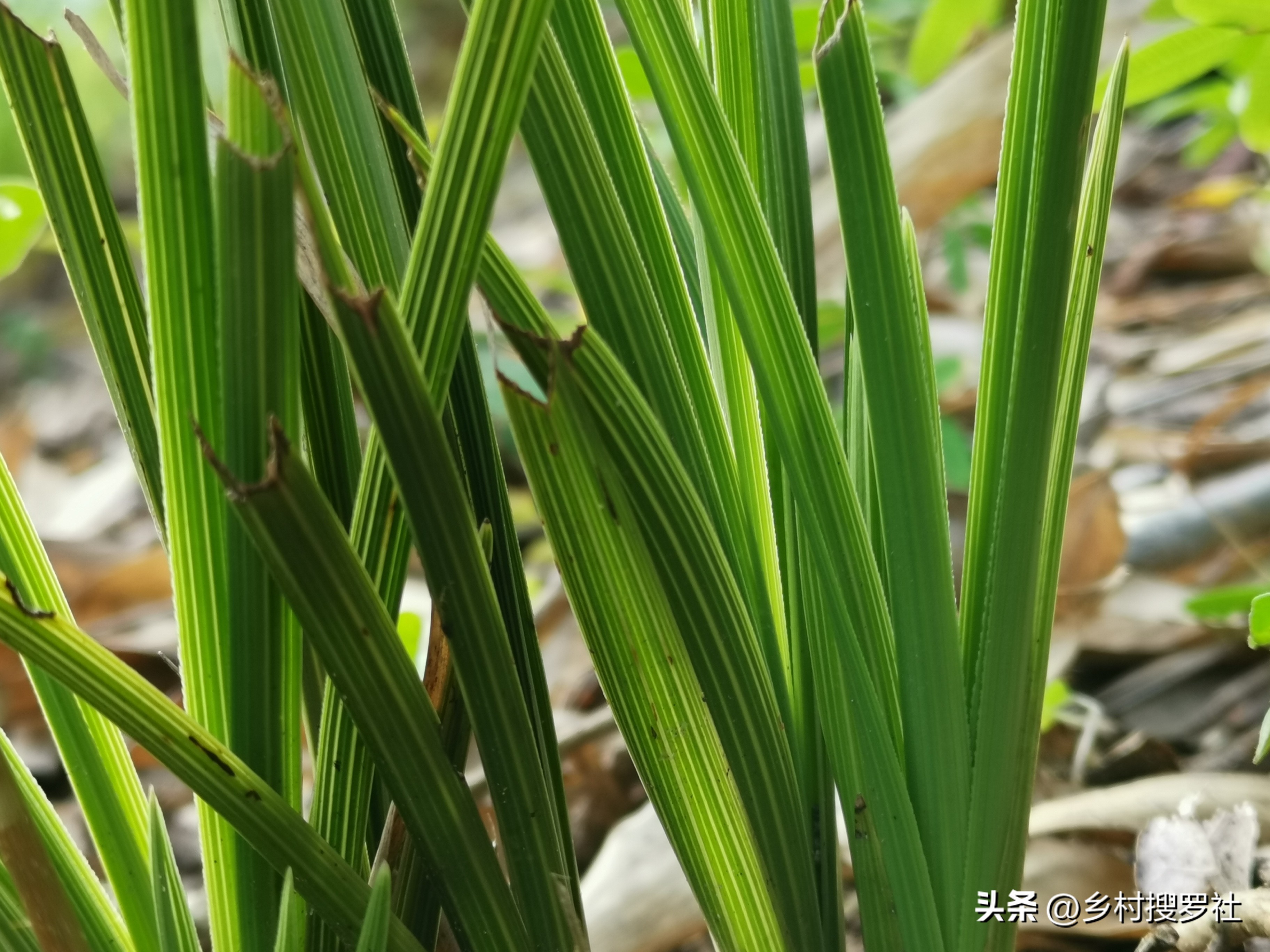 兰花没叶子了根能培出芽吗,兰花种植时候无根的需要去除吗
