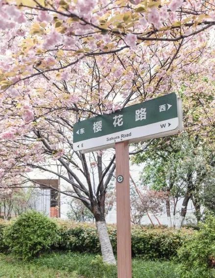 世界级的赏樱花的地方原来在这里,赏樱花的地方都在哪里