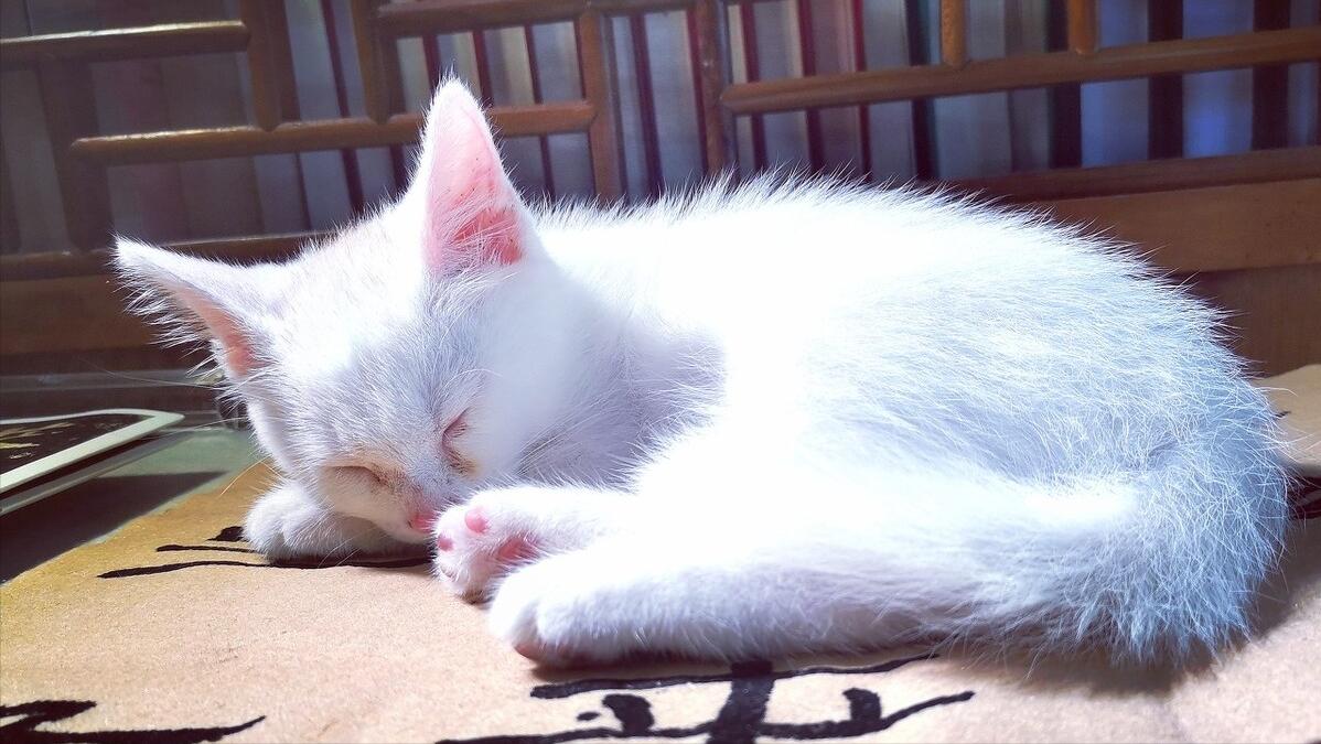 猫咪肠胃不舒服的表现,哪种品牌猫粮专门调理猫咪肠胃