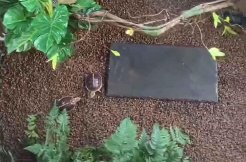 黄缘龟和黄喉拟水龟的区别,黄缘龟是陆龟还是水龟