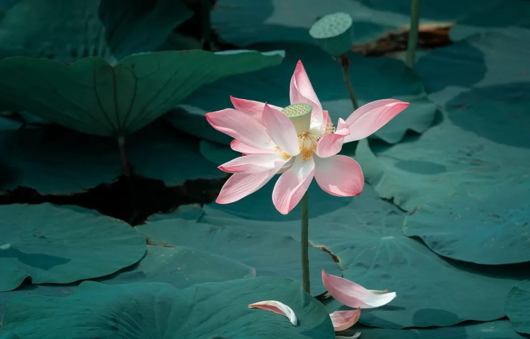 最美的莲花诗句,意境优美的莲花诗词