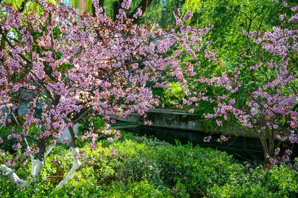 济南这个周末适合哪里赏花,济南春天赏花好去处