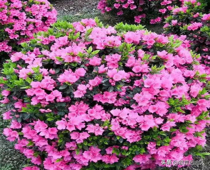 景观地被植物价格,地被植物优良品种