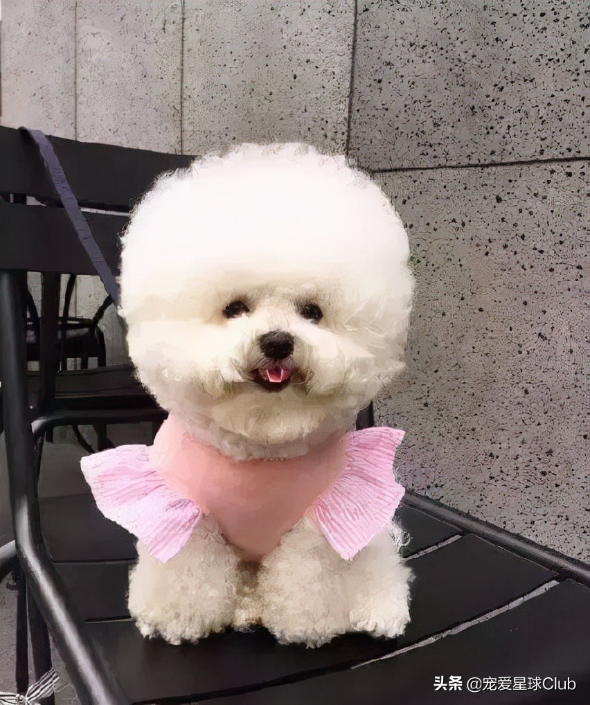 比熊犬语言大全,比熊犬照片棉花糖