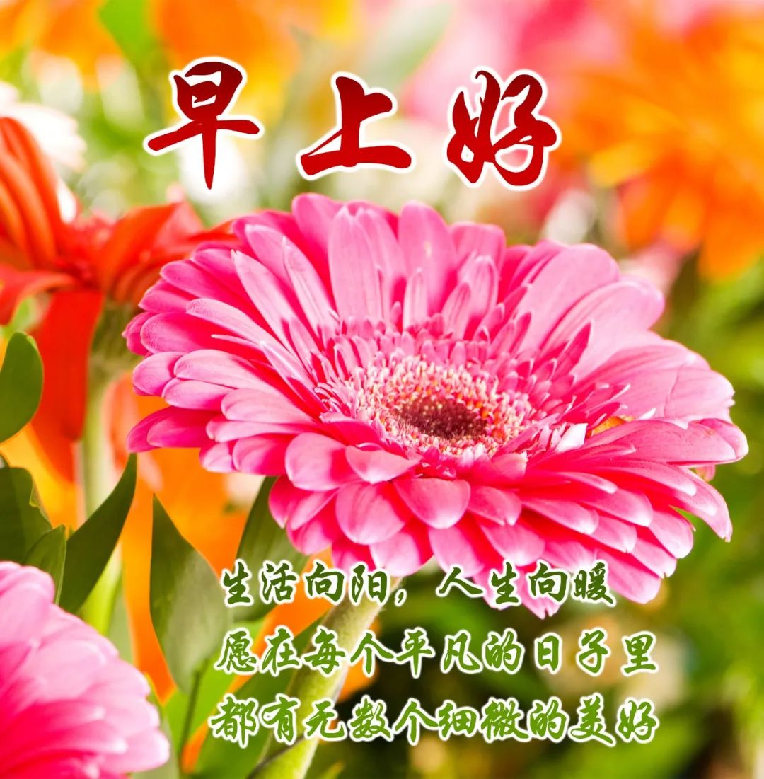 大家早上好带文字问候动态图片,最新早安问候健康平安动态图片