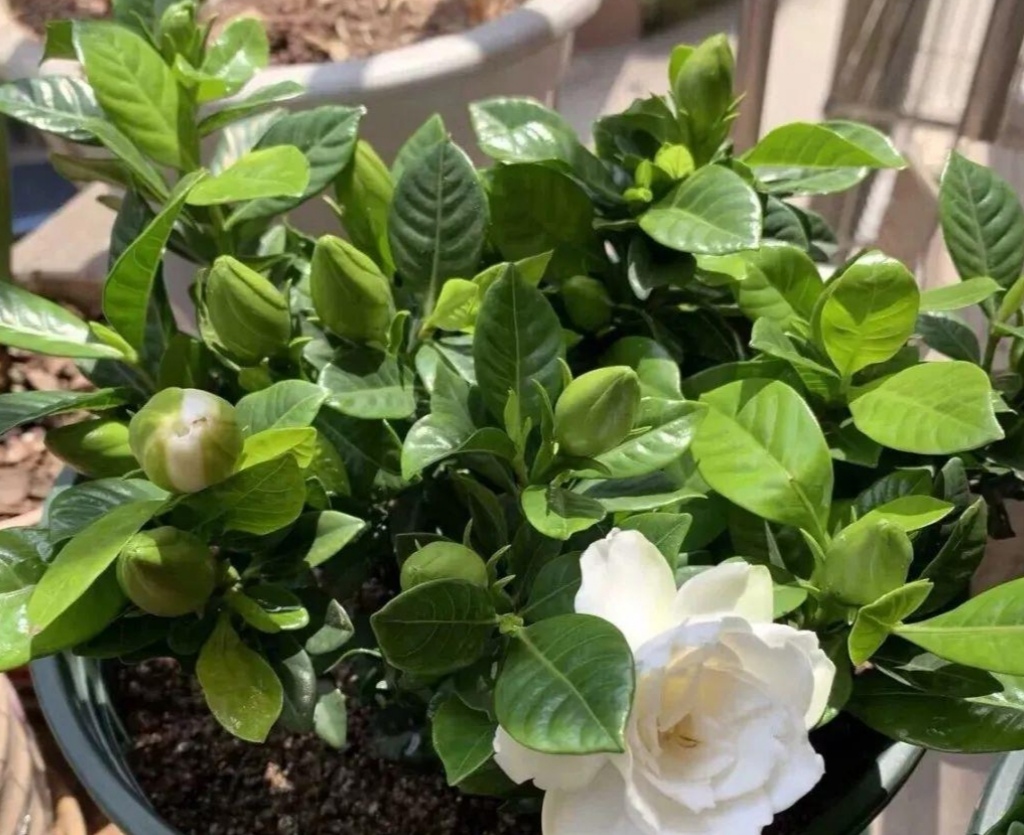 水培栀子花叶子发黑出油,怎样养好栀子花盆栽视频