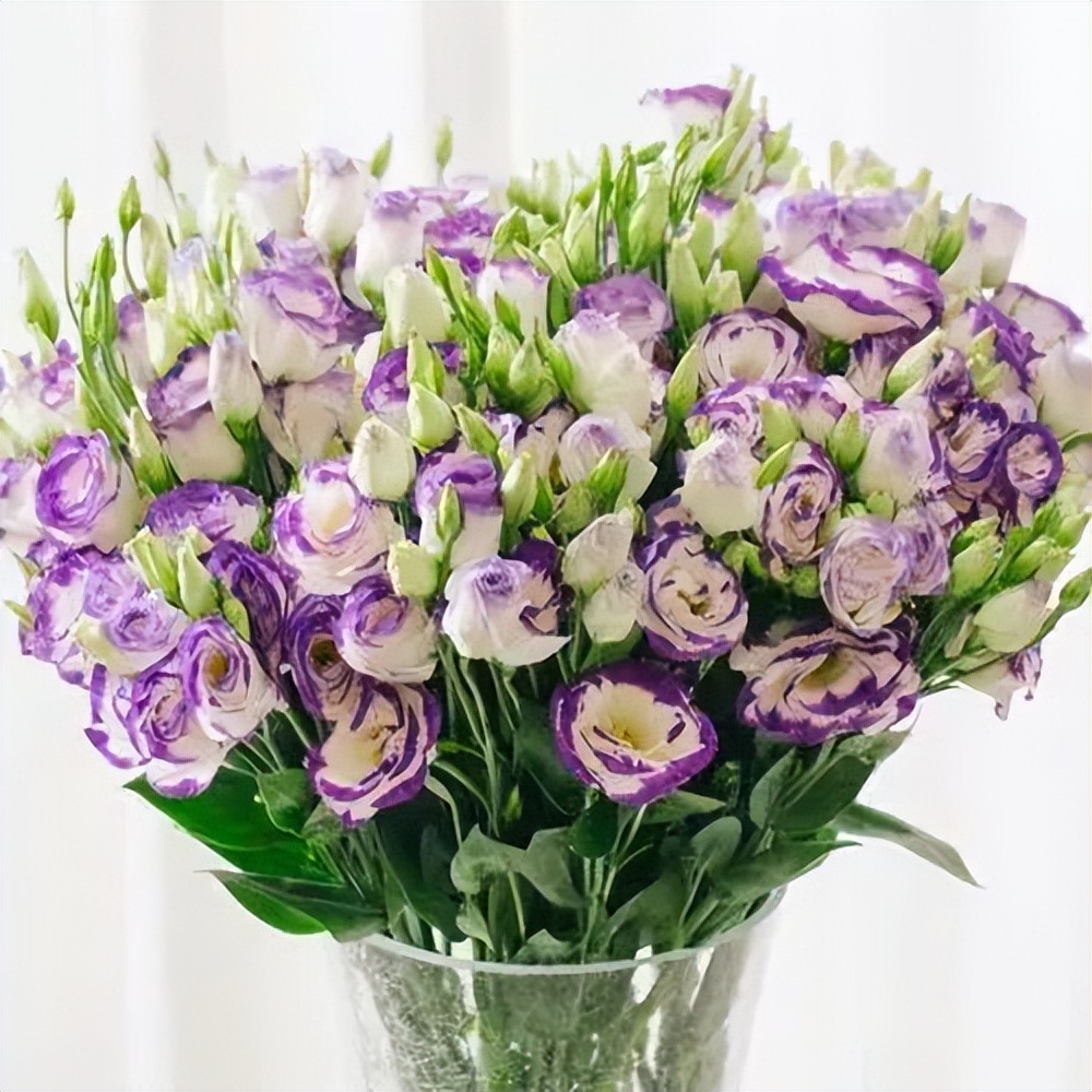 七夕将至花语怎么说,七夕送女生什么花给喜欢的女生