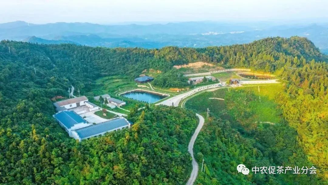 娌冲崡淇￠槼绾㈠煄鑼朵埂,鏂板幙绾㈠煄鑼朵埂