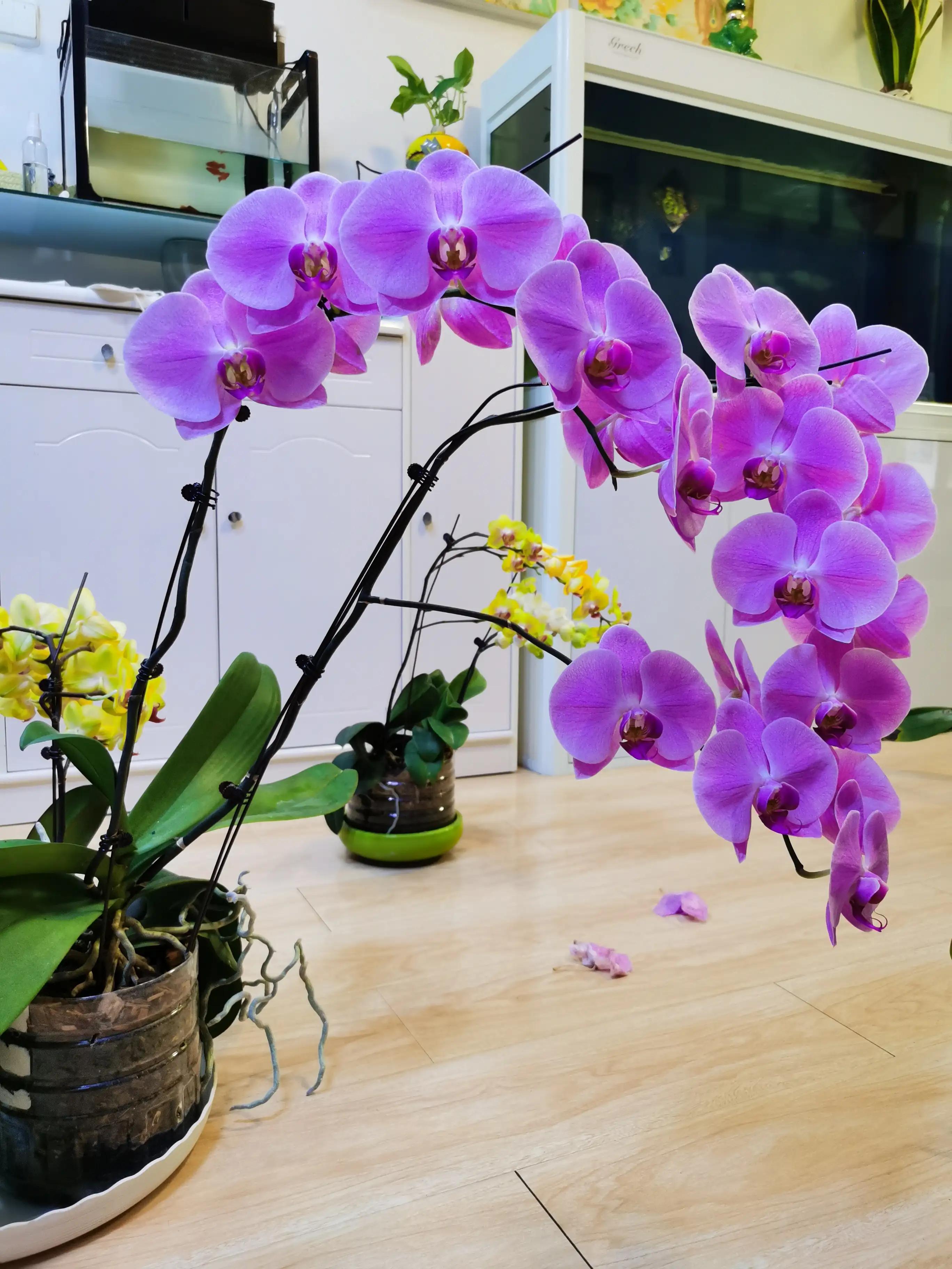 粉黛佳人水仙,紫水仙图片大全