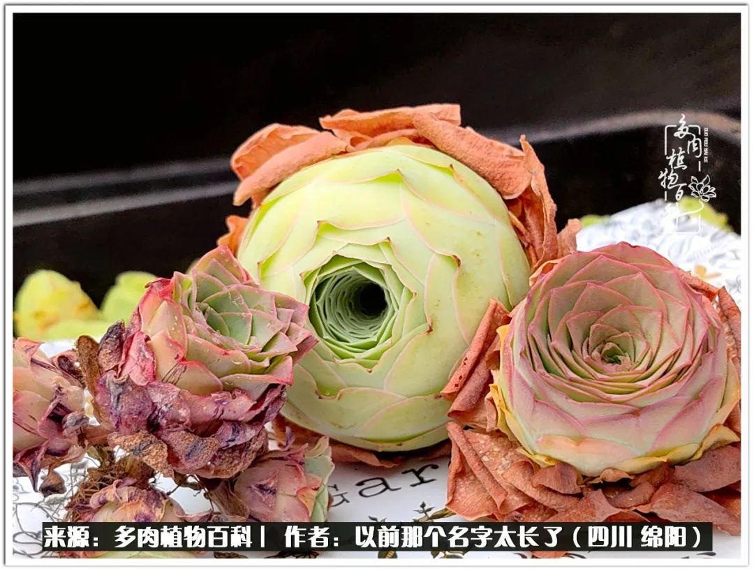 夏天山地玫瑰,小清新山地玫瑰