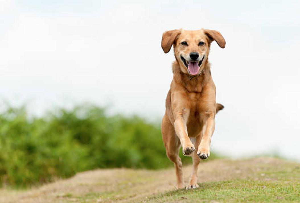 拉布拉多跟金毛对比优点及缺点,拉布拉多犬的优点和缺点300字