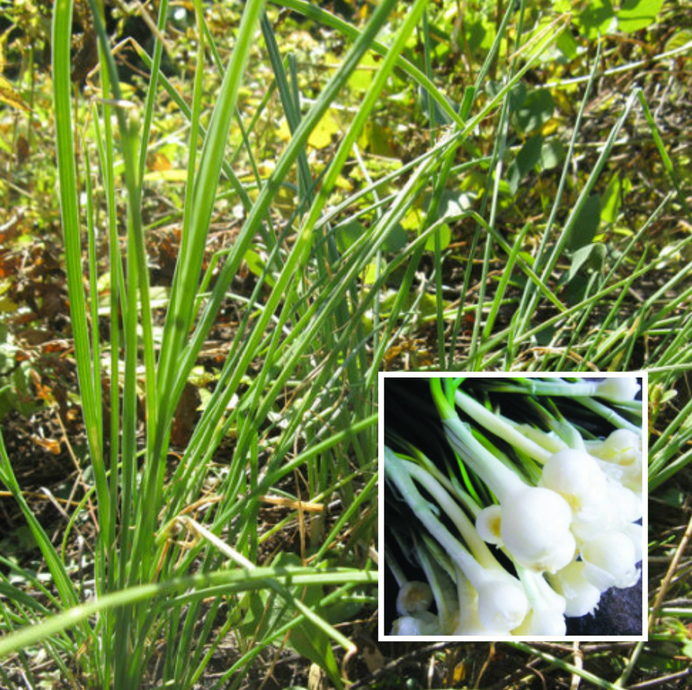 春天挖野菜图片大全,最全野菜图集63种野菜大图鉴