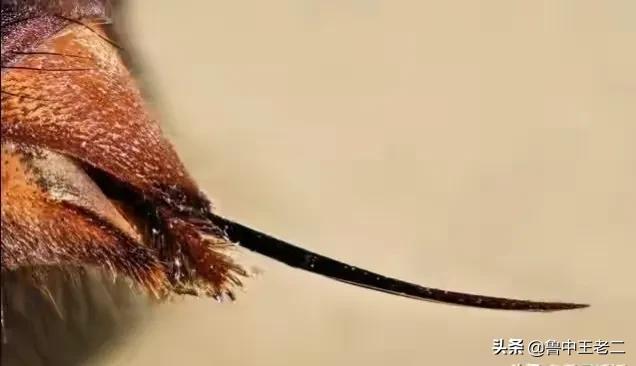 虎头蜂在哪里泛滥成灾,大窝虎头蜂