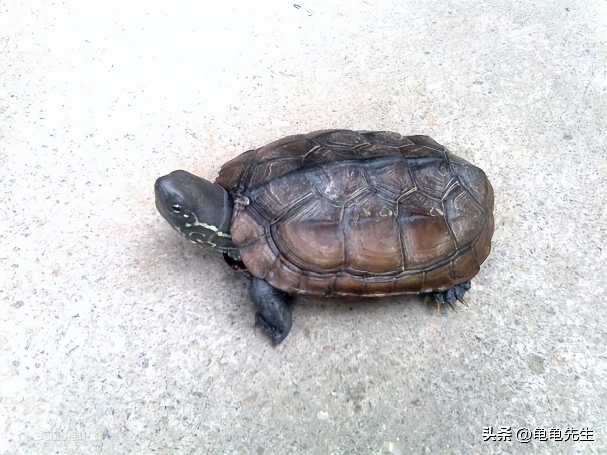 乌龟要怎么养才会养得更好,新手养乌龟的十条建议