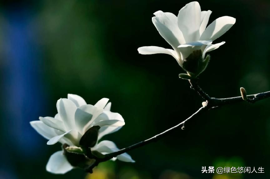 玉堂春富贵指哪些花,玉堂锦绣富贵春寓意