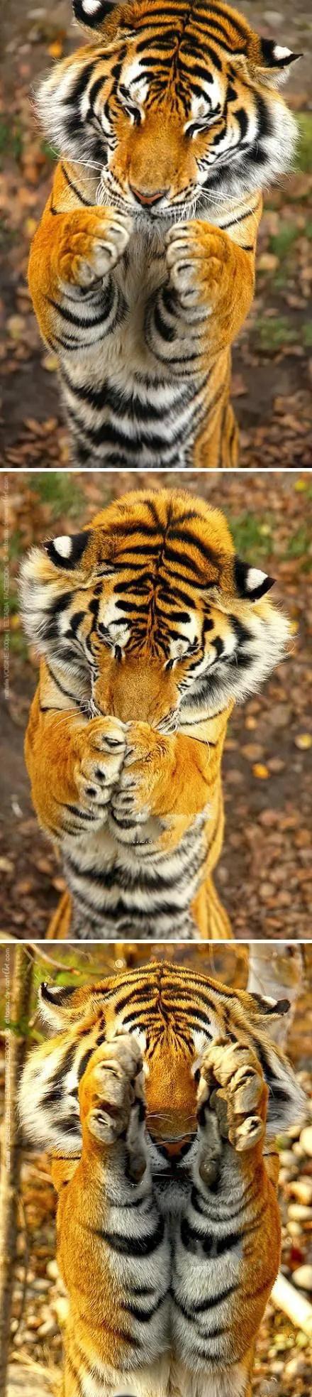 戏说老虎图文杂汇