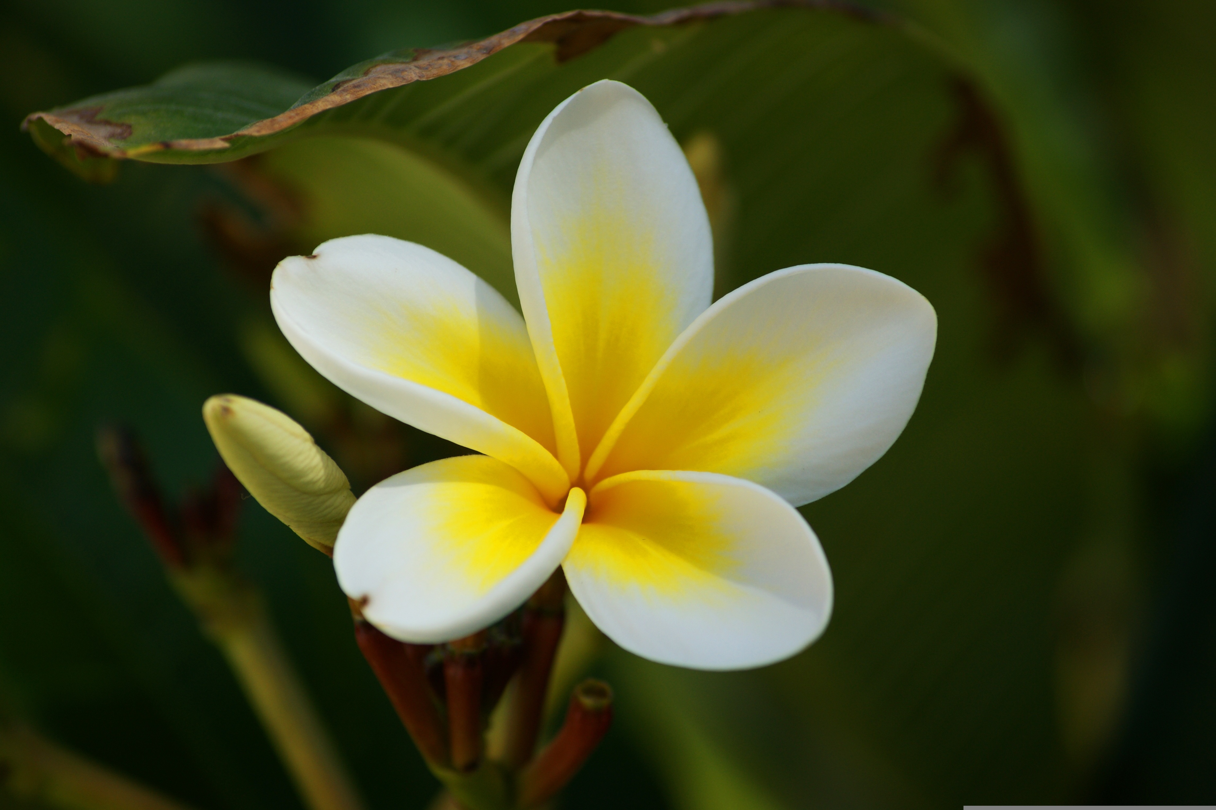 100种小众漂亮的花的花语,每种花都拥有一个美丽浪漫的花语