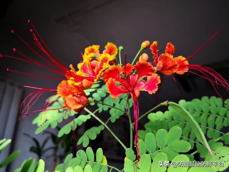 从发芽到开花的乐趣,从种子到果实成熟的感悟