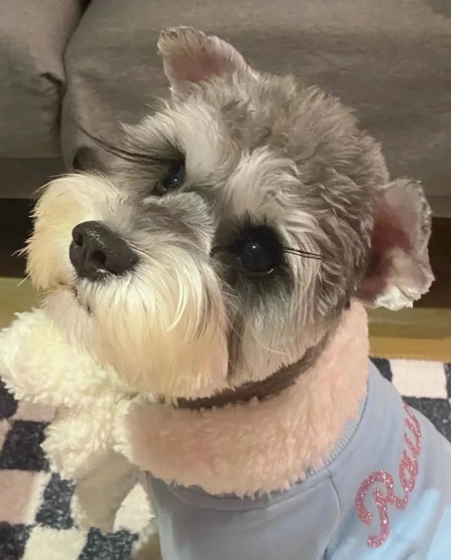 新手养小狗入门必备攻略,新手养青年狗怎么养长得好干货