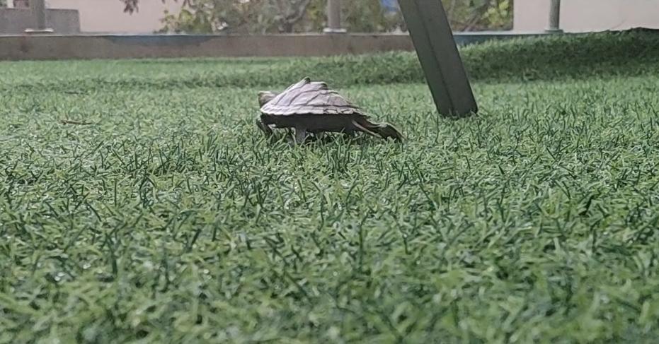 刚到家的地图龟怎么养,地图龟新手怎么养