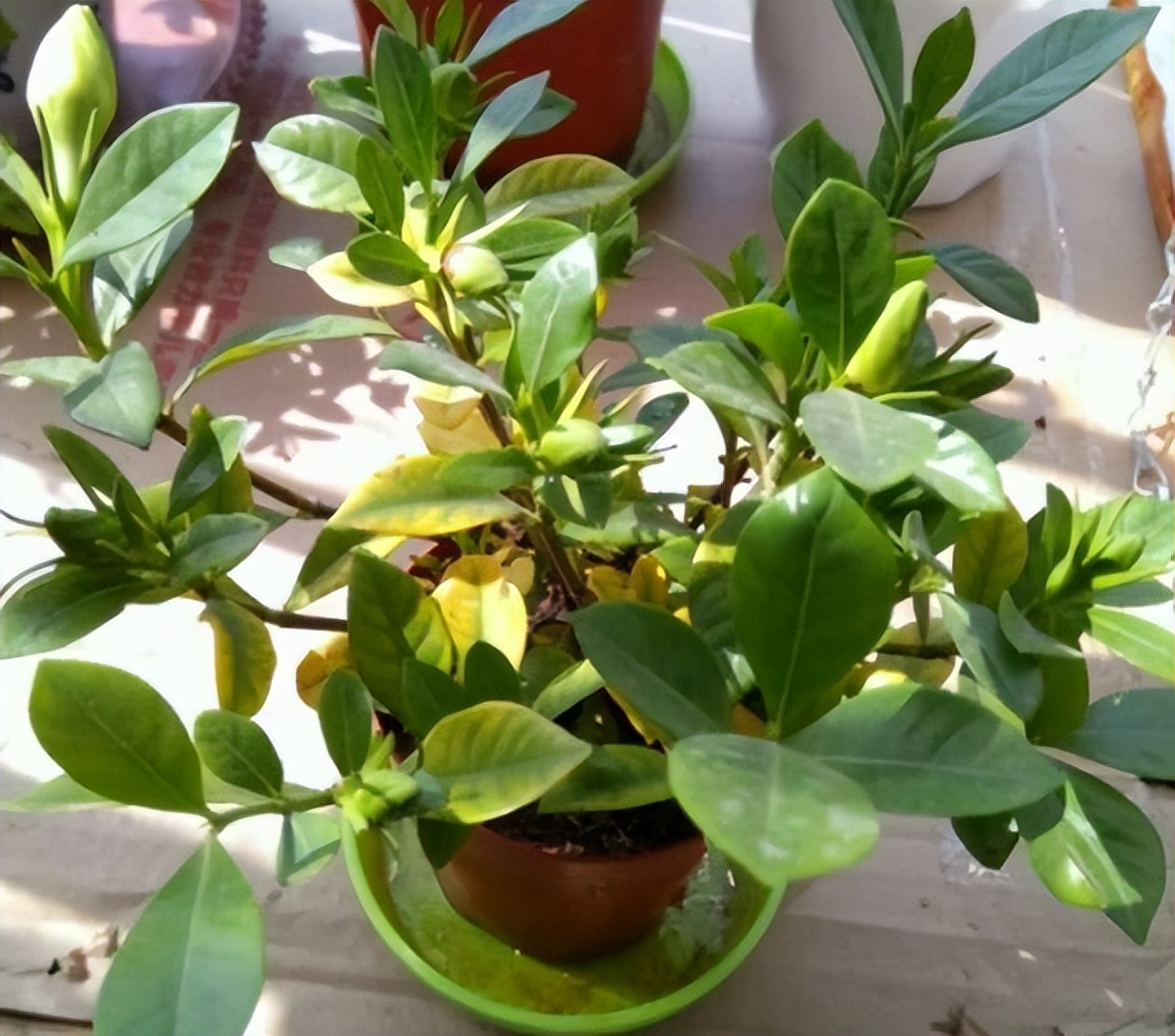 奶奶叮嘱，“花草有三不送，送了变仇人”，过来人的经验