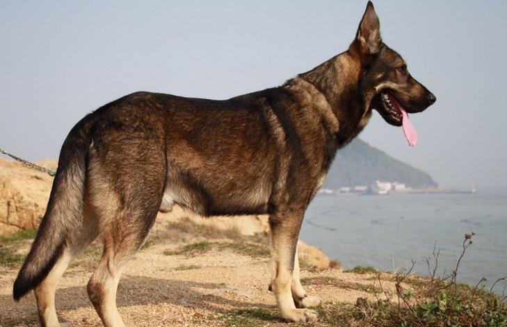 昆明犬的毛病,昆明犬的优缺点