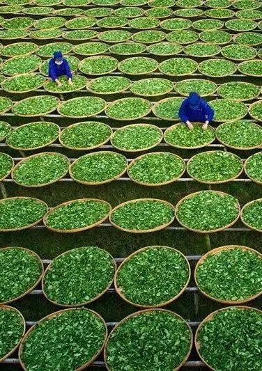 白茶的鲜爽究竟藏在哪里,白茶的迷人魅力是什么样的