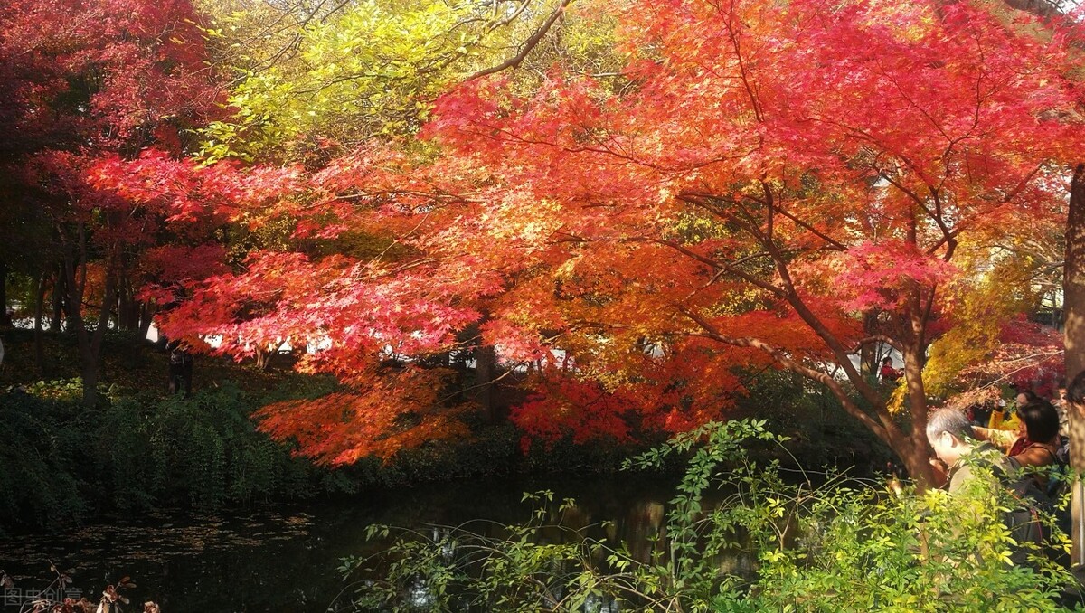 秋日上海好去处,上海秋日风景