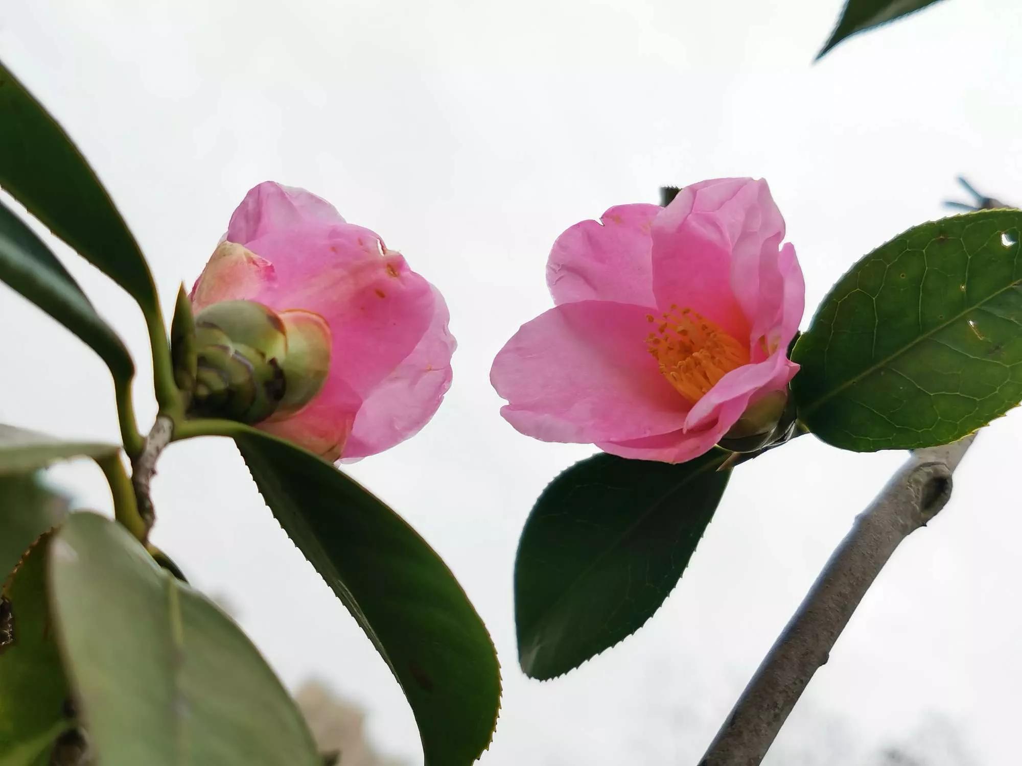 认识各种花的寓意,认识各种花的名称