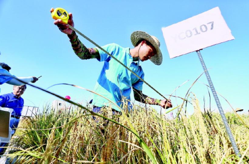 海水稻最新发展,海水稻真的难吃么