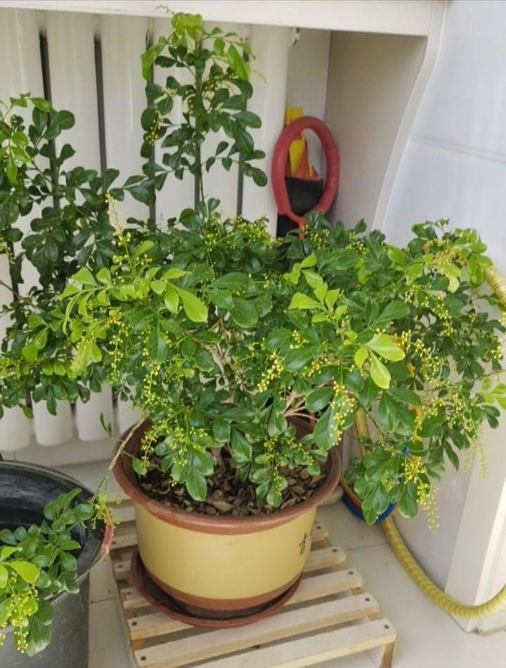 卧室净化空气有香味的植物,在卧室可以养的花好看香好养