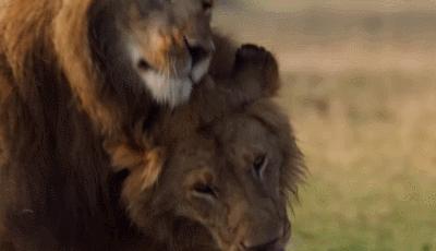 老虎和狮子晚年,狮子和老虎成年期一样吗