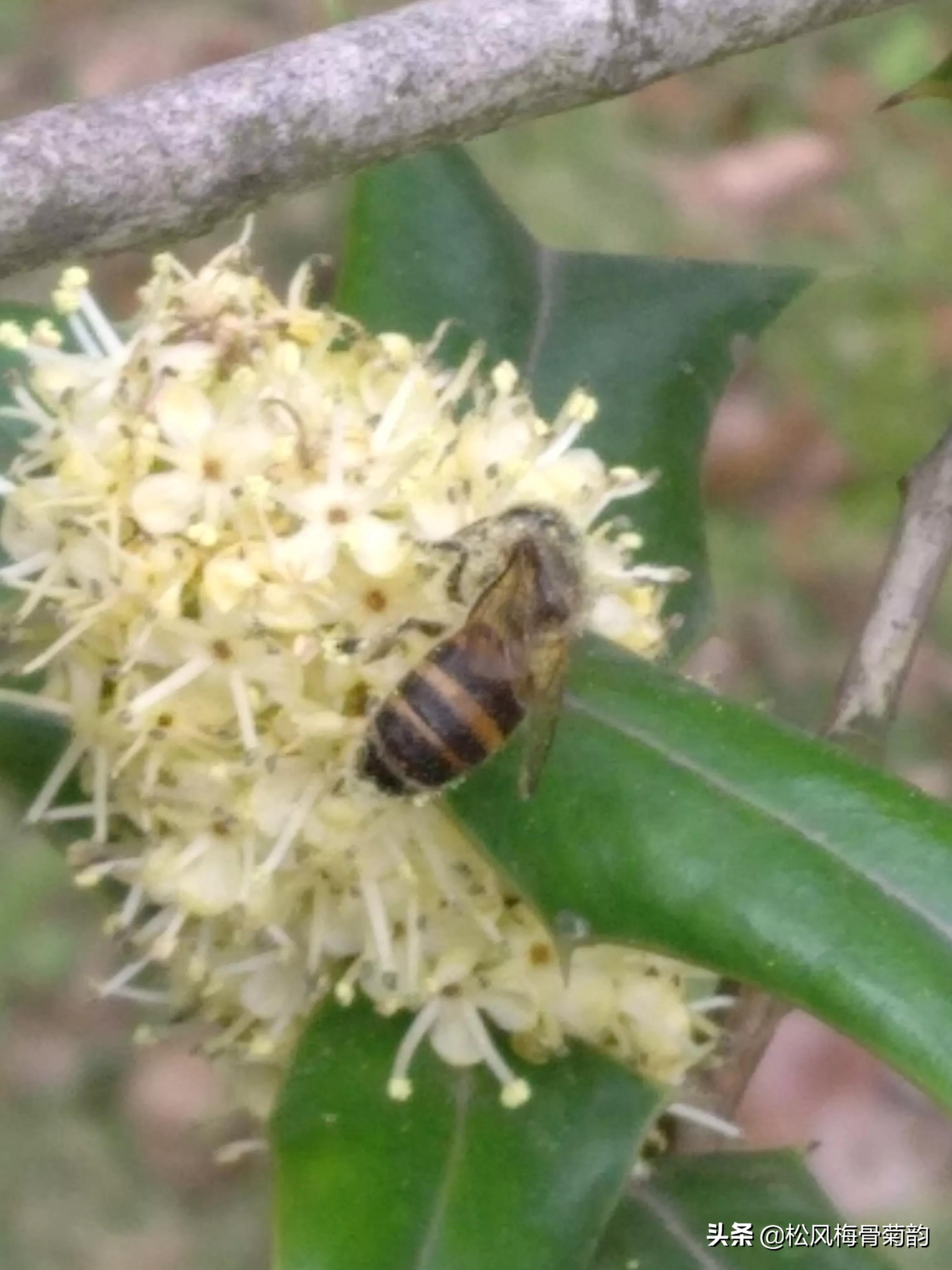 猫儿刺花香,猫儿刺为什么开花不结果