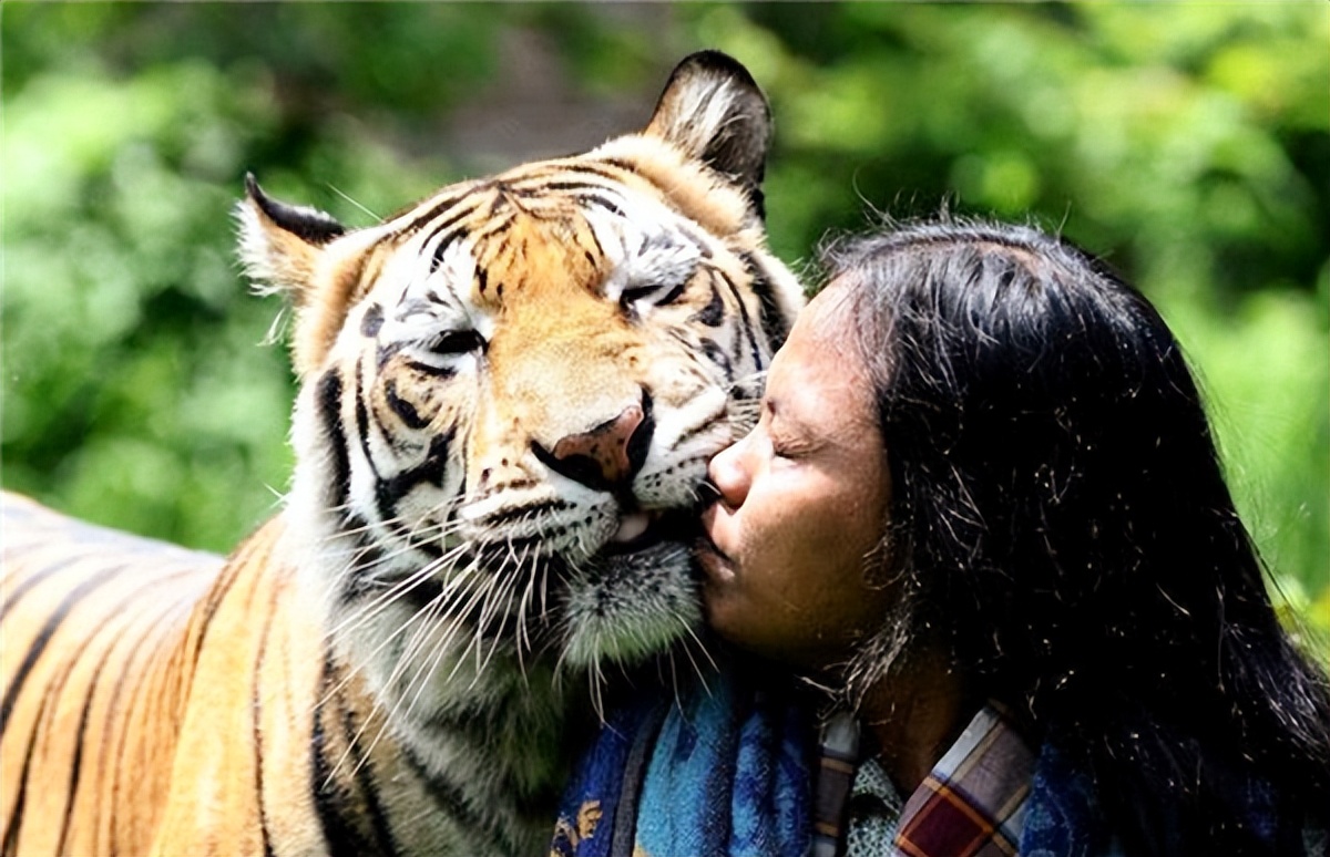 老虎吃过人后真的会被杀掉吗,吃过人的老虎到底有多可怕