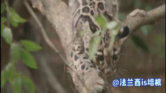 世界上最厉害的猫科动物豹猫,豹猫我国最可怜的野生猫科动物