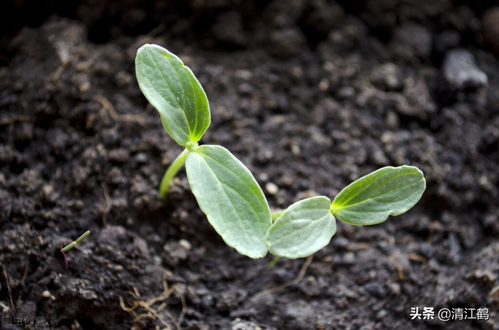 种子发芽生长过程中,如何谨防烧苞,4个步骤很重要