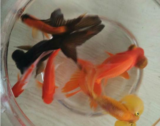 直接用自来水养金鱼能活多久,金鱼能不能用自来水养