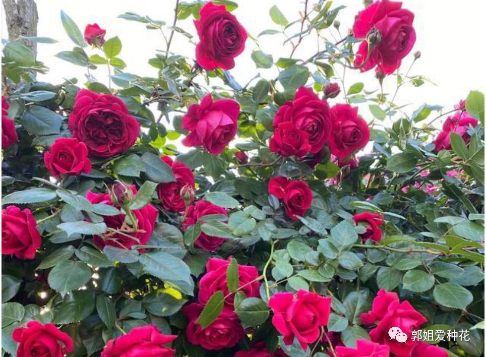 十大最耐雨的月季品种,耐晒耐雨淋的月季品种推荐