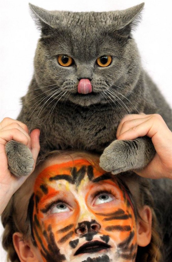 充满想象力的动物图片100张,卡通动物图片大全可爱