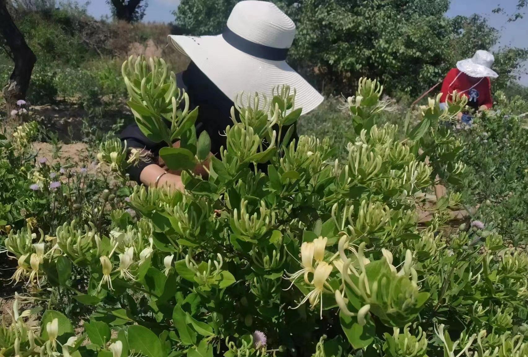 金银花种植拓宽群众致富路,礼泉县烟霞镇东坪村御杏庄园